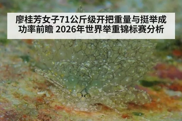 廖桂芳女子71公斤级开把重量与挺举成功率前瞻 2026年世界举重锦标赛分析